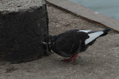 Columba livia domestica