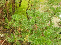 Artemisia campestris maritima