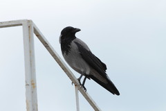 Corvus cornix