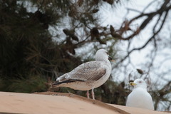 Larus michahellis
