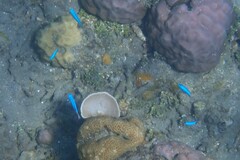 Pomacentrus coelestis