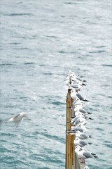 Chroicocephalus ridibundus