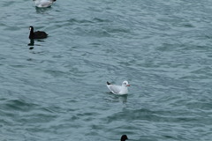 Chroicocephalus ridibundus