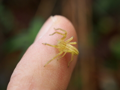 Micrommata virescens