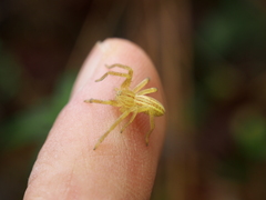 Micrommata virescens
