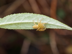 Micrommata virescens