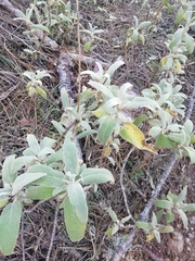 Phlomis purpurea