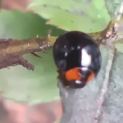 Coccinellidae
