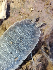 Porcellio echinatus