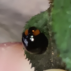 Coccinellidae