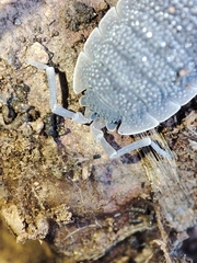 Porcellio echinatus