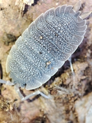 Porcellio echinatus