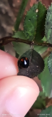 Coccinellidae