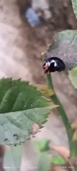 Coccinellidae