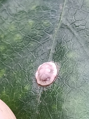 Ceroplastes rusci