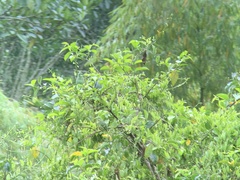 Forpus conspicillatus