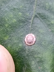 Ceroplastes rusci