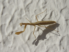 Musoniella