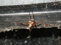 Latrodectus hesperus