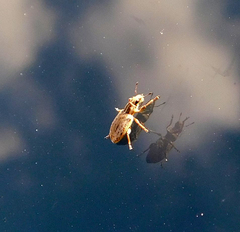 Sitona macularius