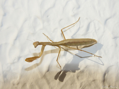 Musoniella