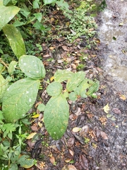 Capsicum lycianthoides