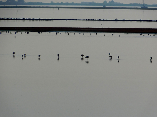 Greater Flamingo, Reimerswaal, NL-ZE, NL, photo 8 of 10