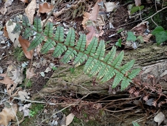 Dryopteridoideae