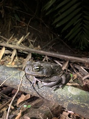 Rhinella marina