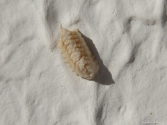 Musoniella