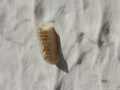 Musoniella