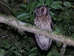 Megascops atricapilla