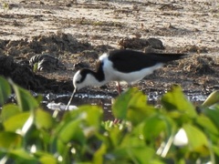 Himantopus mexicanus melanurus