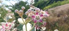 Calotropis procera