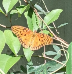 Dione vanillae