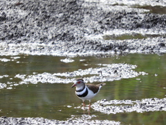 Charadrius tricollaris