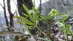 Helleborus bocconei