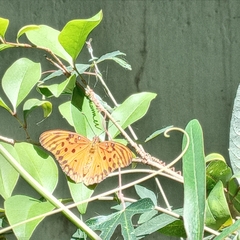 Dione vanillae