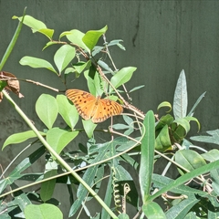 Dione vanillae