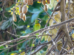 Psilopogon australis