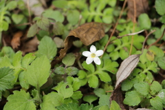 Ellisiophyllum pinnatum