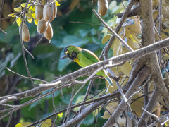 Psilopogon australis