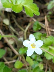 Ellisiophyllum pinnatum