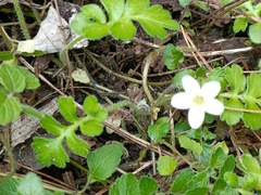 Ellisiophyllum pinnatum