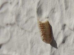 Musoniella