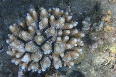 Acropora gemmifera