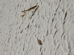 Musoniella