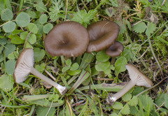 Entoloma sericeoides