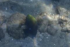 Zebrasoma scopas