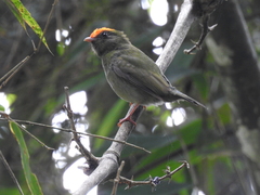 Chiroxiphia caudata